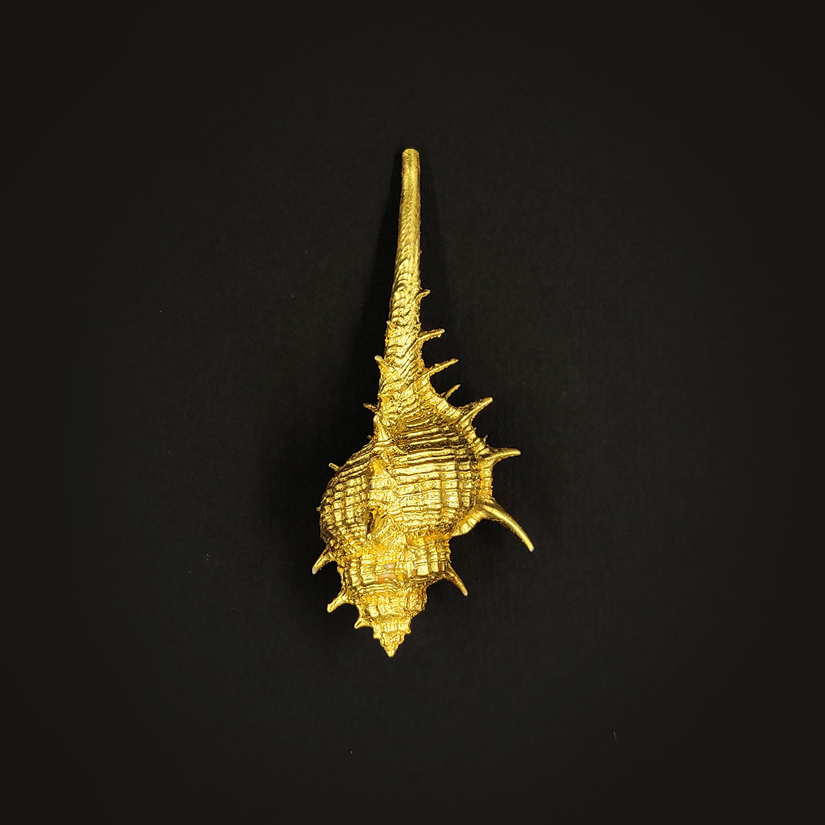 Coquillage