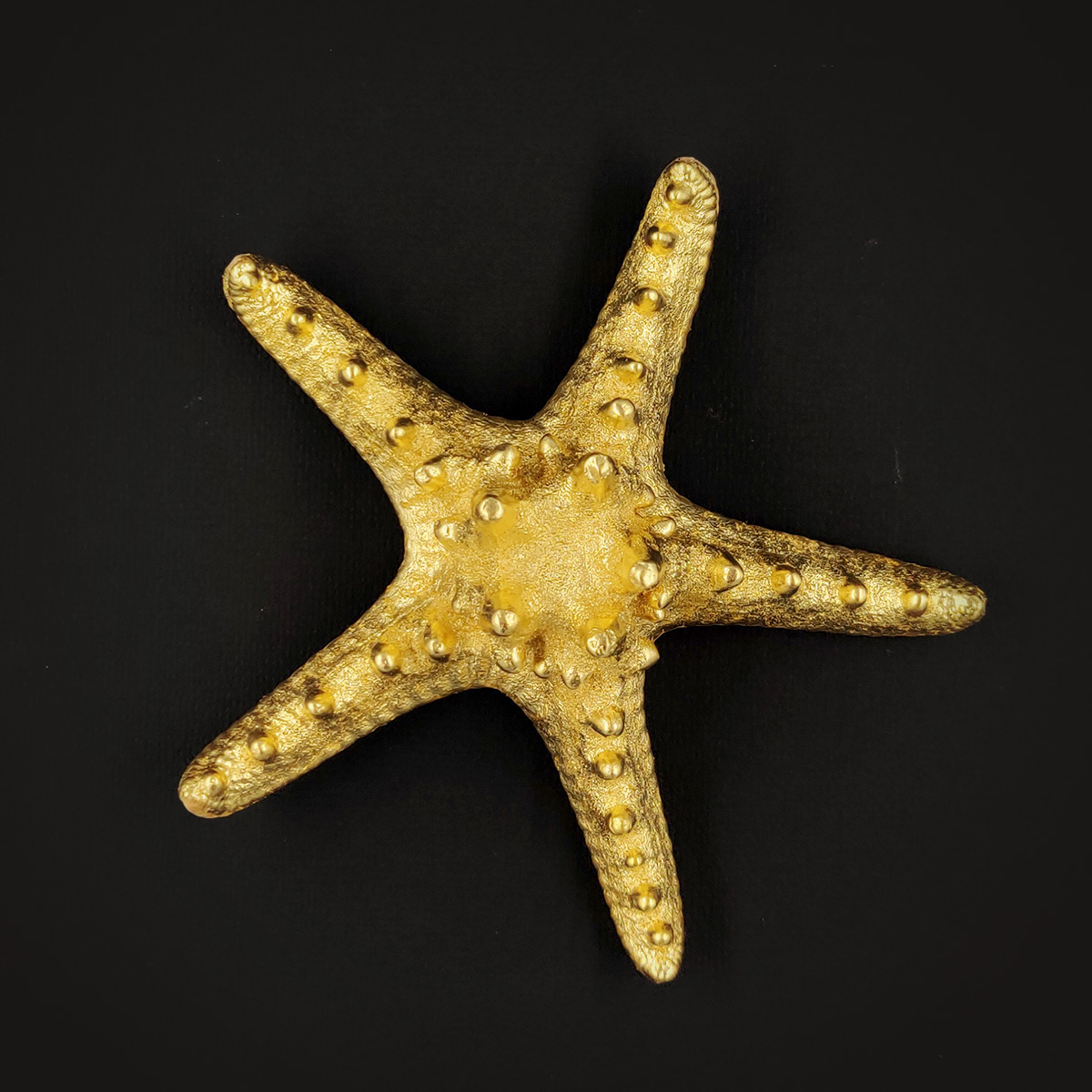 Etoile de mer à cornes - L'imposante