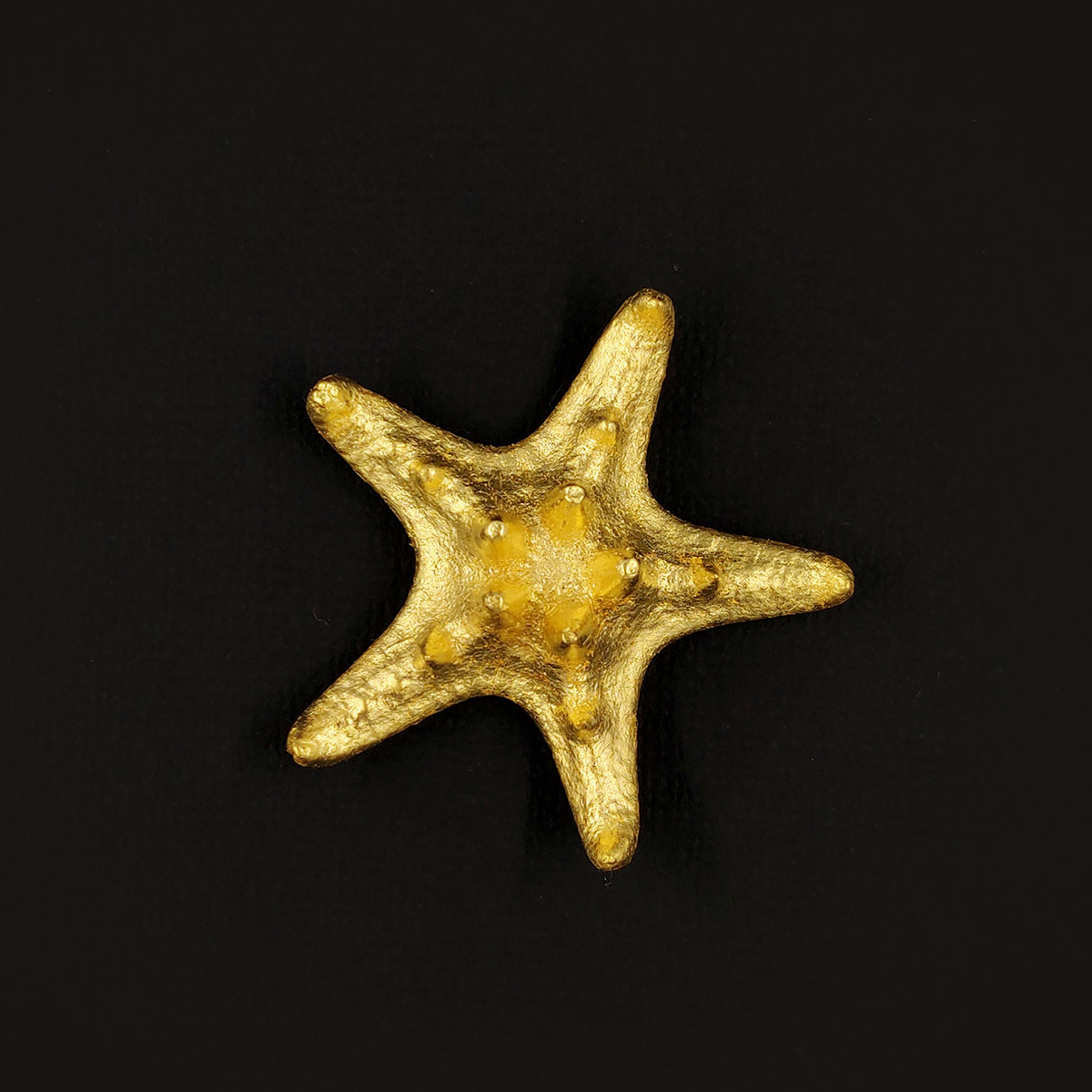 Etoile de mer à cornes - La discrète